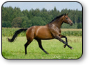 Equestrian and ranch land listings in Prescott, Prescott Valley, Chino Valley and Dewey Arizona Equestrian and ranch land listings in Prescott, Prescott Valley, Chino Valley and Dewey Arizona